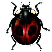 “Ladybird”（Tシャツ用イラスト）