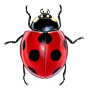 Ladybird 2