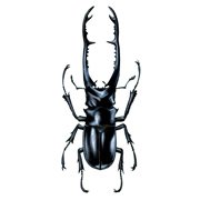 Prosopocoilus giraffa
