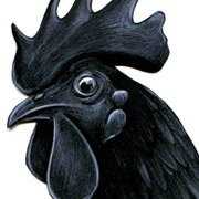 Ayam Cemani