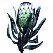 Protea