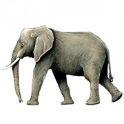 Elephants